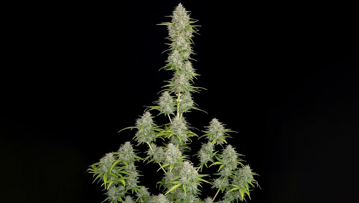 Die Top 5 Besten Sativa Autoflower Sorten: Orange Sherbet Auto Die Top 5 Besten Sativa Autoflower Sorten: Orange Sherbet Auto