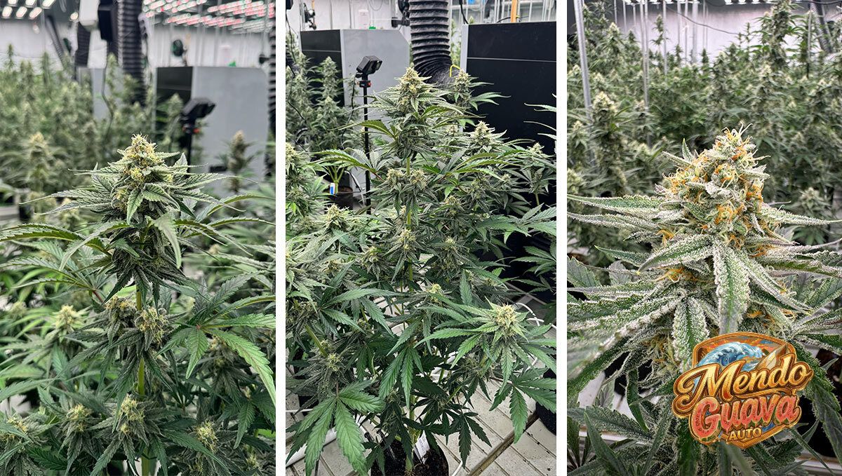 Mendo Guava One Week Before Harvest