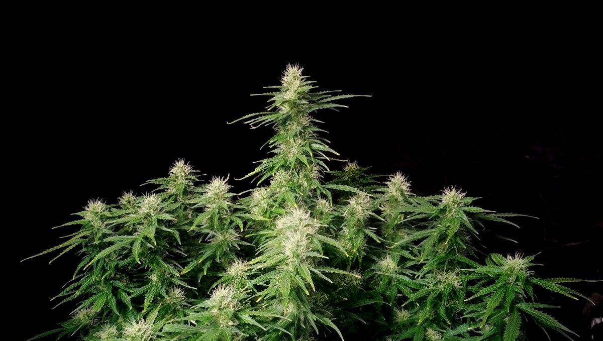 Blueberry Cheese Auto cannabis strain: mid flower (bulk phase) | weeks 8-9 | a well stacked-up autoflower with many flowering tops Blueberry Cheese Auto cannabis strain: mid flower (bulk phase) | weeks 8-9 | a well stacked-up autoflower with many flowering tops