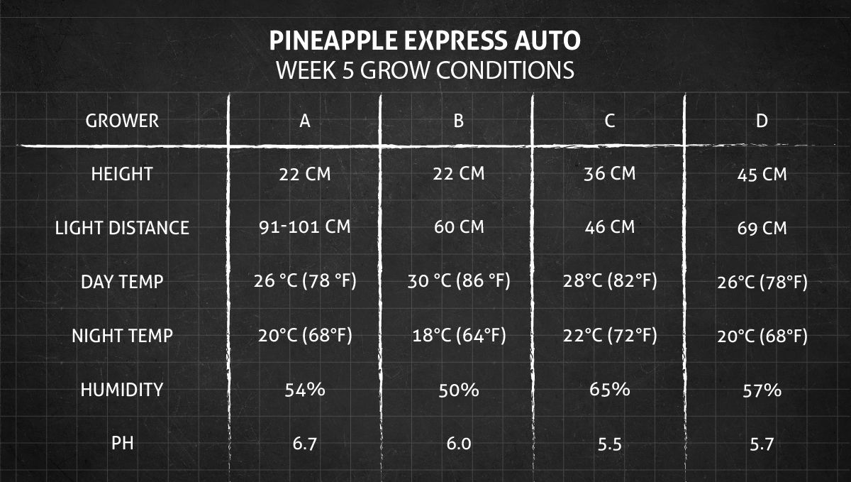 Pineapple Express Auto cannabis strain: week 5 grow conditions