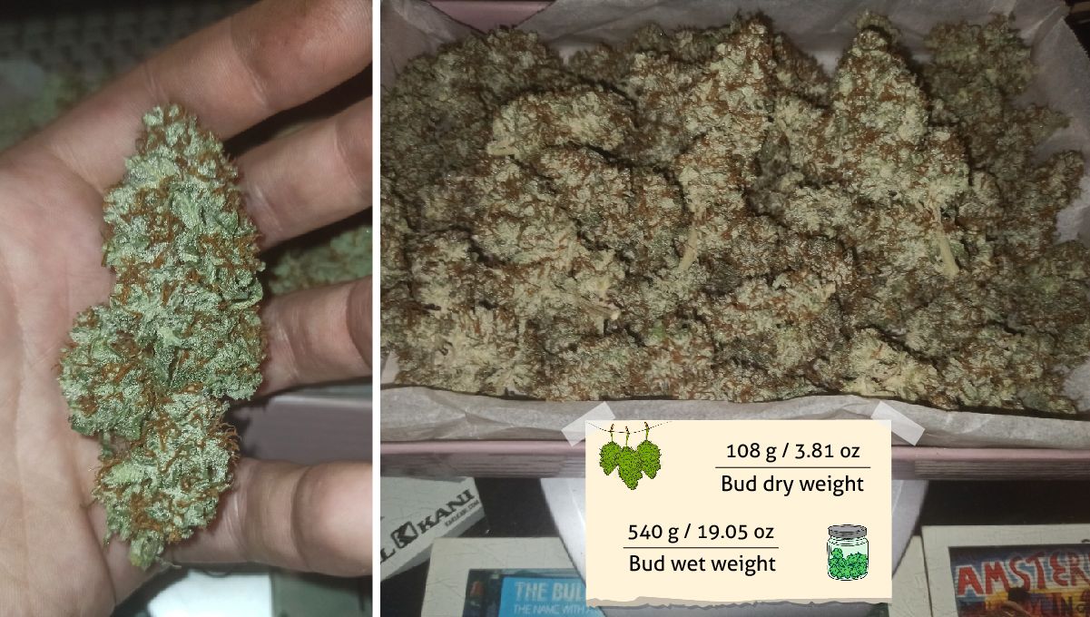 Big Bud Auto Cannabis Strain Week-by-Week Guide: A trimmed, dried, and cured marijuana bud in the palm of a grower's hand and a heap of buds on the scales Big Bud Auto Cannabis Strain Week-by-Week Guide: A trimmed, dried, and cured marijuana bud in the palm of a grower's hand and a heap of buds on the scales