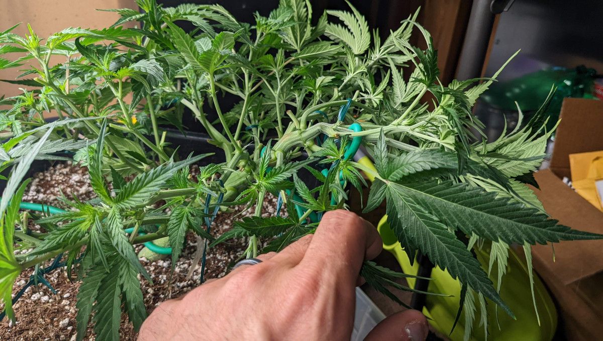 Banana Purple Punch Auto Cannabissorte: Übergangsphase (Vorblüte) | Woche 5 | eine autoflowering Pflanze wird trainiert und entlaubt