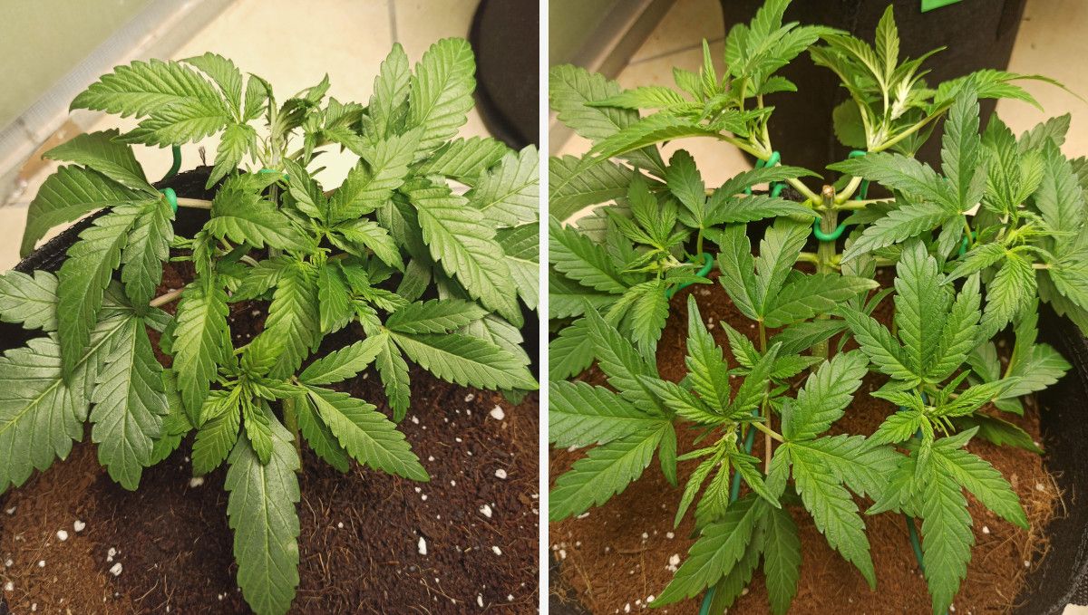 Purple Punch Auto Cannabis Strain Week-by-Week Guide: A 4-week-old cannabis plant that had been accidentally topped