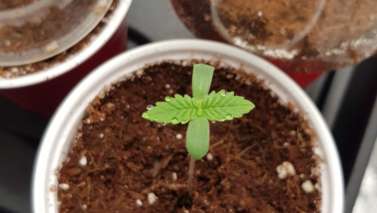 Wedding Cheesecake FF cannabis strain: germination and seedling stage | week 1 | growing in a plastic cup filled with coco