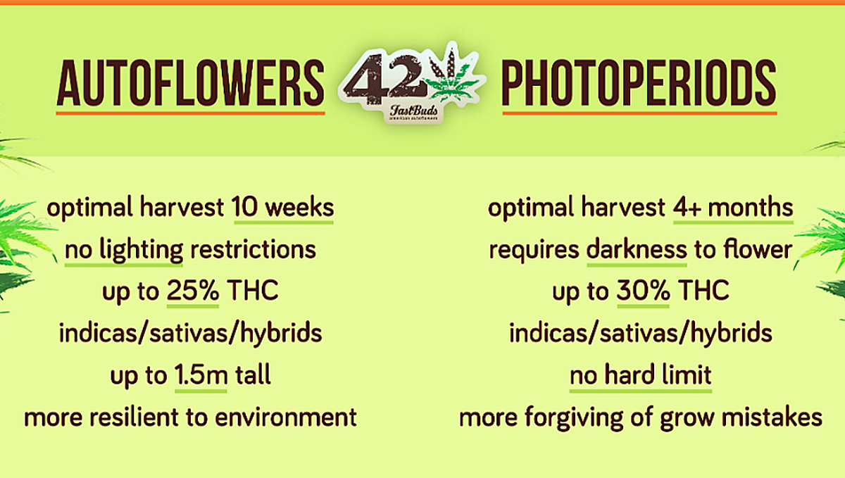 A table listing the pros and cons of autoflowering cannabis
