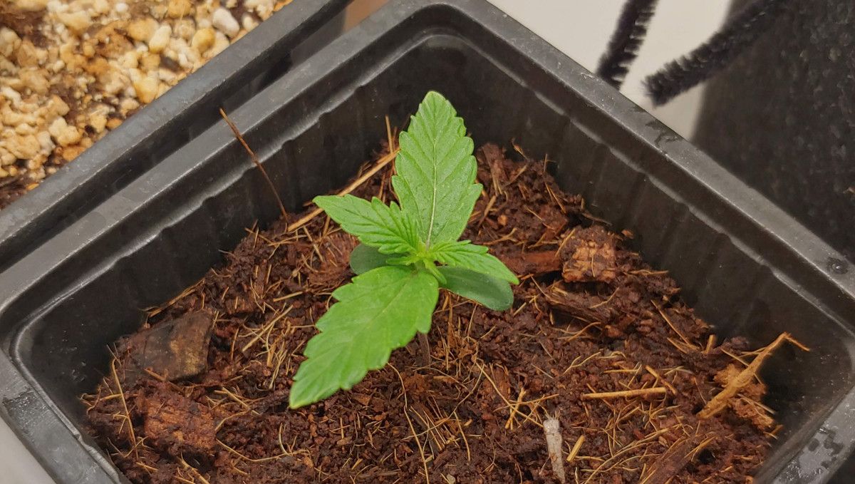 Mexican Airlines Auto cannabis strain: germination and seedling stage | week 1 | a week-old seedling in a plastic starter pot filled with coco