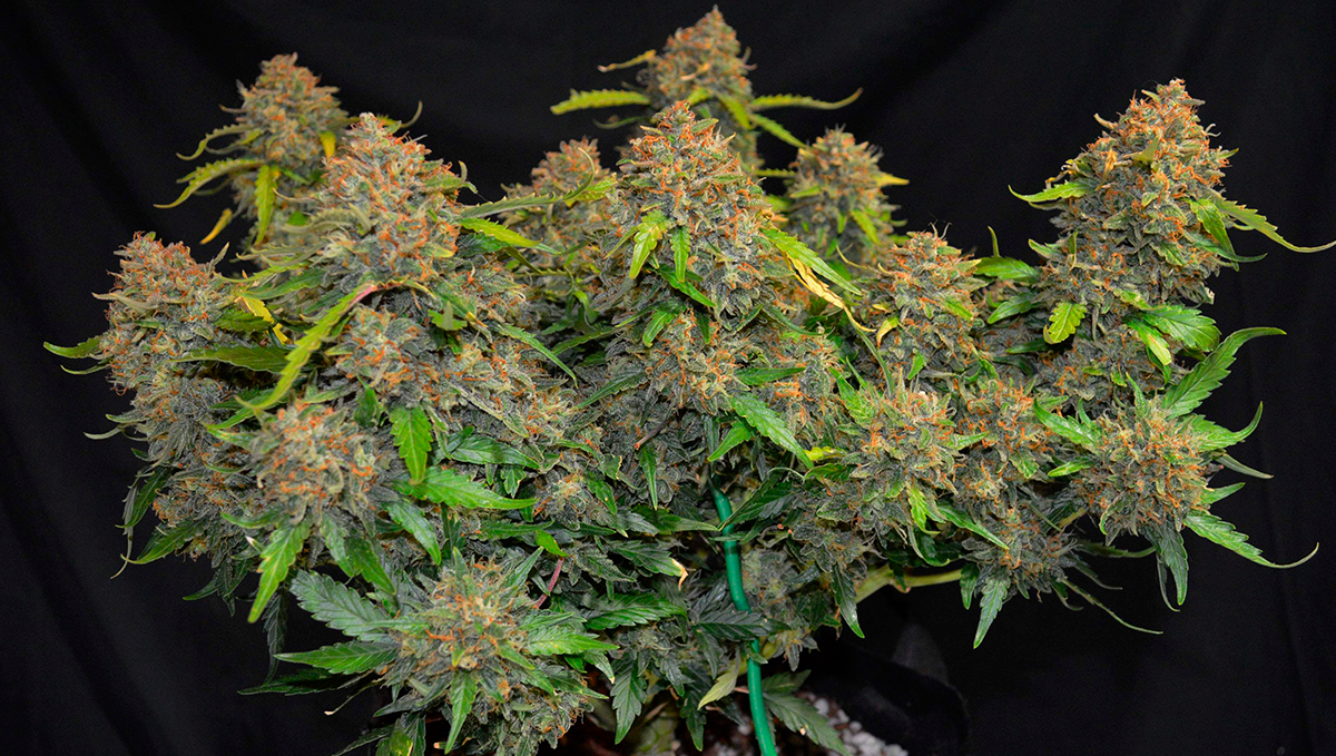 10 Best Strains for Female Arousal in 2022: Z