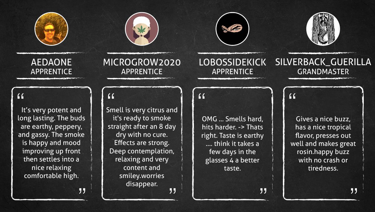 GG4 Sherbet FF cannabis strain: smoke report GG4 Sherbet FF cannabis strain: smoke report