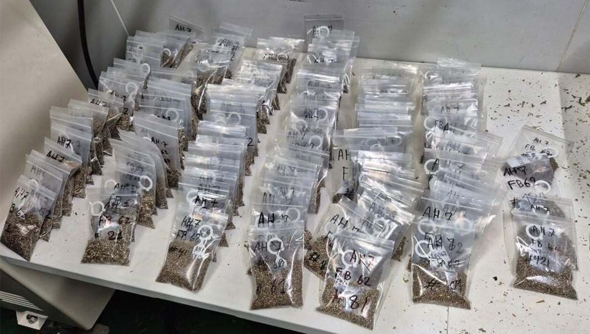 Fresh harvest from a single strain