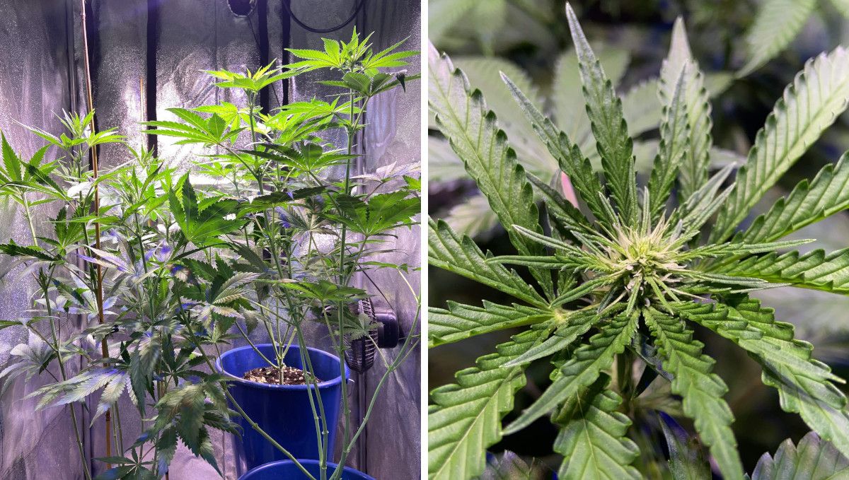 GG4 Sherbet FF cannabis strain: transition (pre-flower) | week 7 | three stretchy plants in an indoor tent and a closeup of a flowering top GG4 Sherbet FF cannabis strain: transition (pre-flower) | week 7 | three stretchy plants in an indoor tent and a closeup of a flowering top