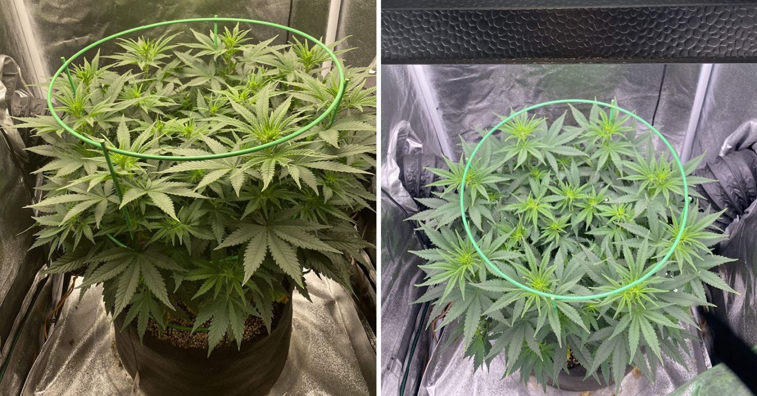 Power plant cannabis week-by-week guide: pre-flowering