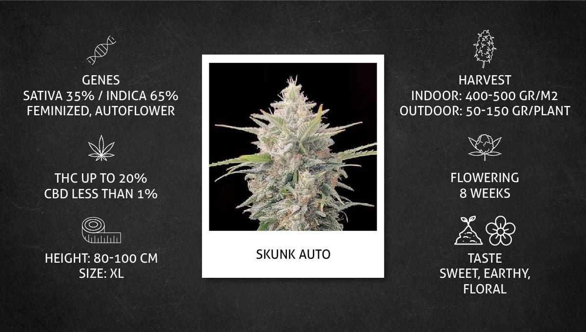 Skunk Auto Cannabis Strain Week-by-Week Guide: Datasheet Skunk Auto Cannabis Strain Week-by-Week Guide: Datasheet