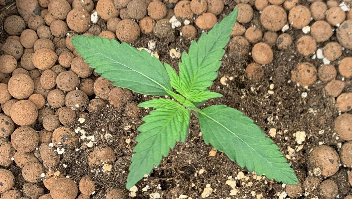 Banana Purple Punch Auto Cannabissorte: frühe Vegetation | Woche 2 | diese Autoflower ist gut entwickelt für Woche 2