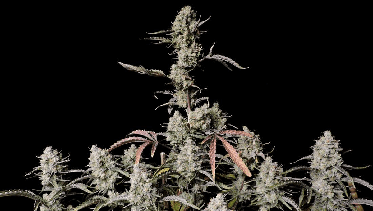 The 5 strongest autoflower strains: Gorilla Z Auto