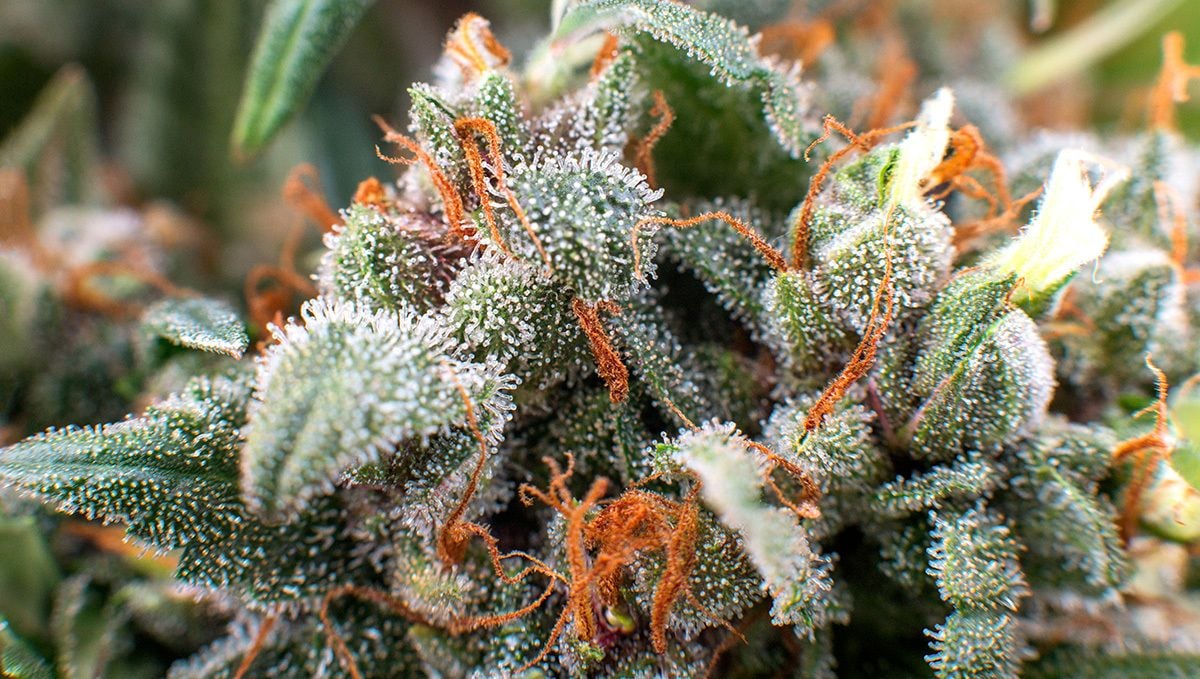 How to Cure Buds | Fast Buds