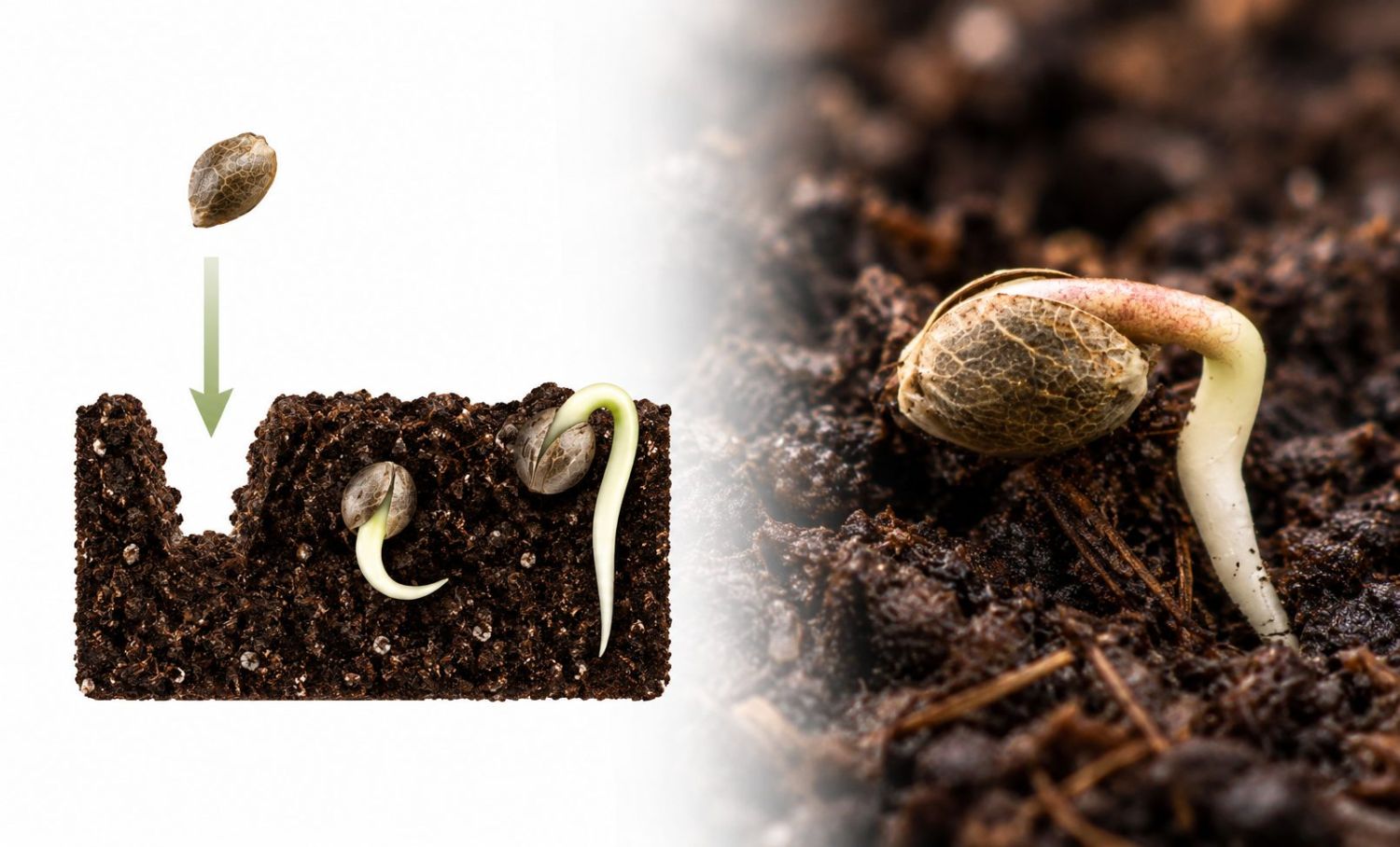 Przewodnik po kiełkowaniu: sadzenie bezpośrednio w podłożu Germination guide: planting directly in the medium