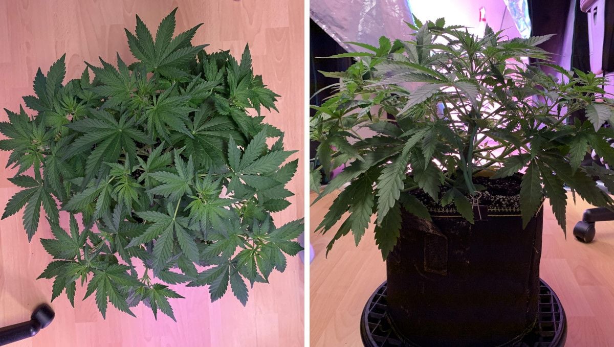 Z Auto Cannabis Strain Week-by-Week Guide: A top and side view of a wide and short marijuana plant indoors with a great number of side branches