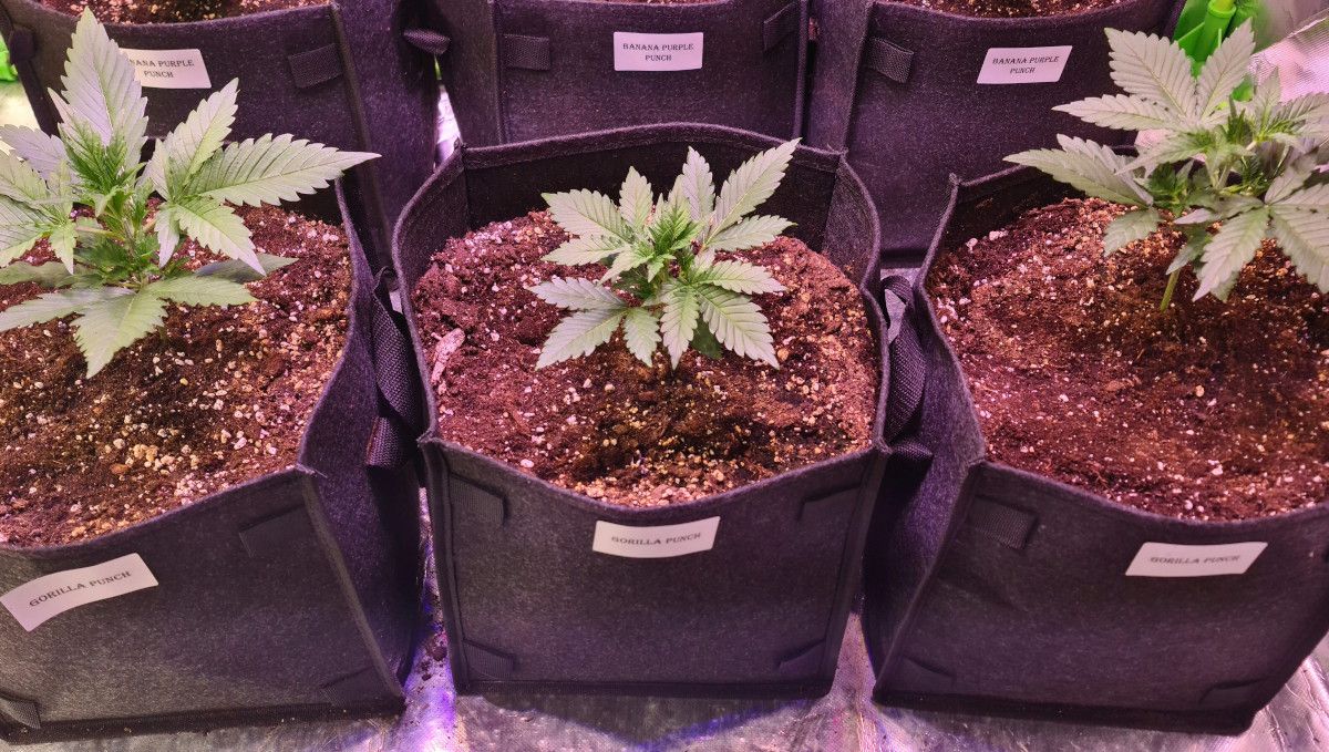 Gorilla Punch Auto cannabis strain: early veg | week 2 | three young weed plants in grow bags in a tent Gorilla Punch Auto cannabis strain: early veg | week 2 | three young weed plants in grow bags in a tent