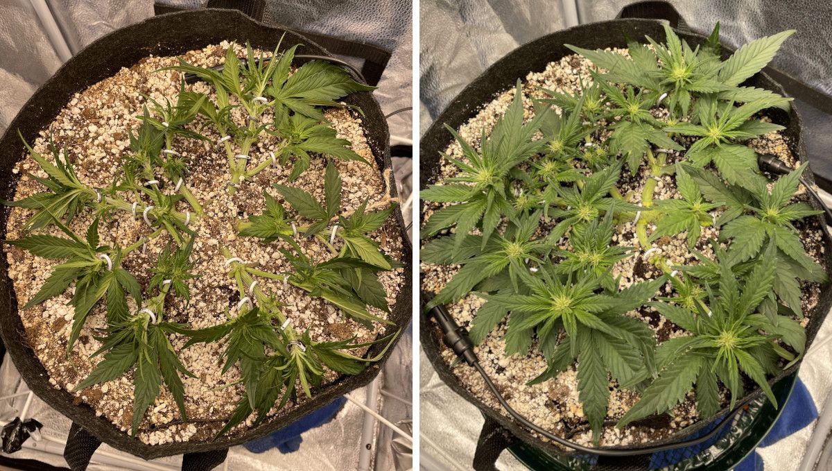 Purple Lemonade Auto Cannabis Strain Week-by-Week Guide - A heavily trained autoflower in a grow bag on the brink of flowering and right after it has begun
