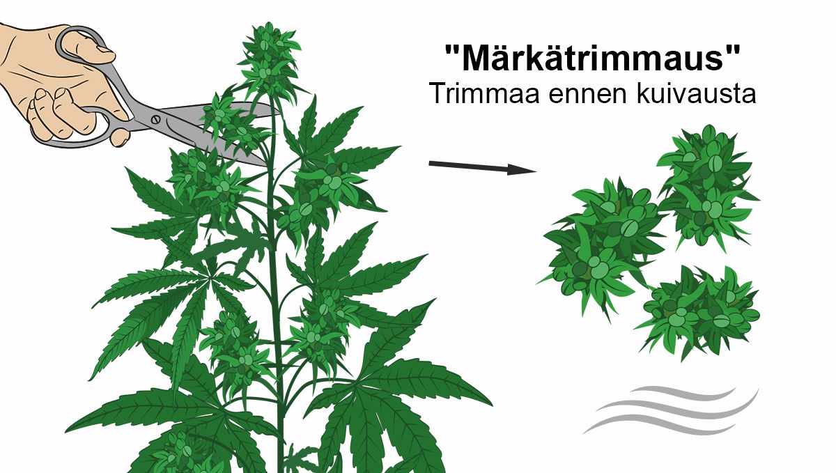 Miten kuivattaa kannabista: märkätrimmaus