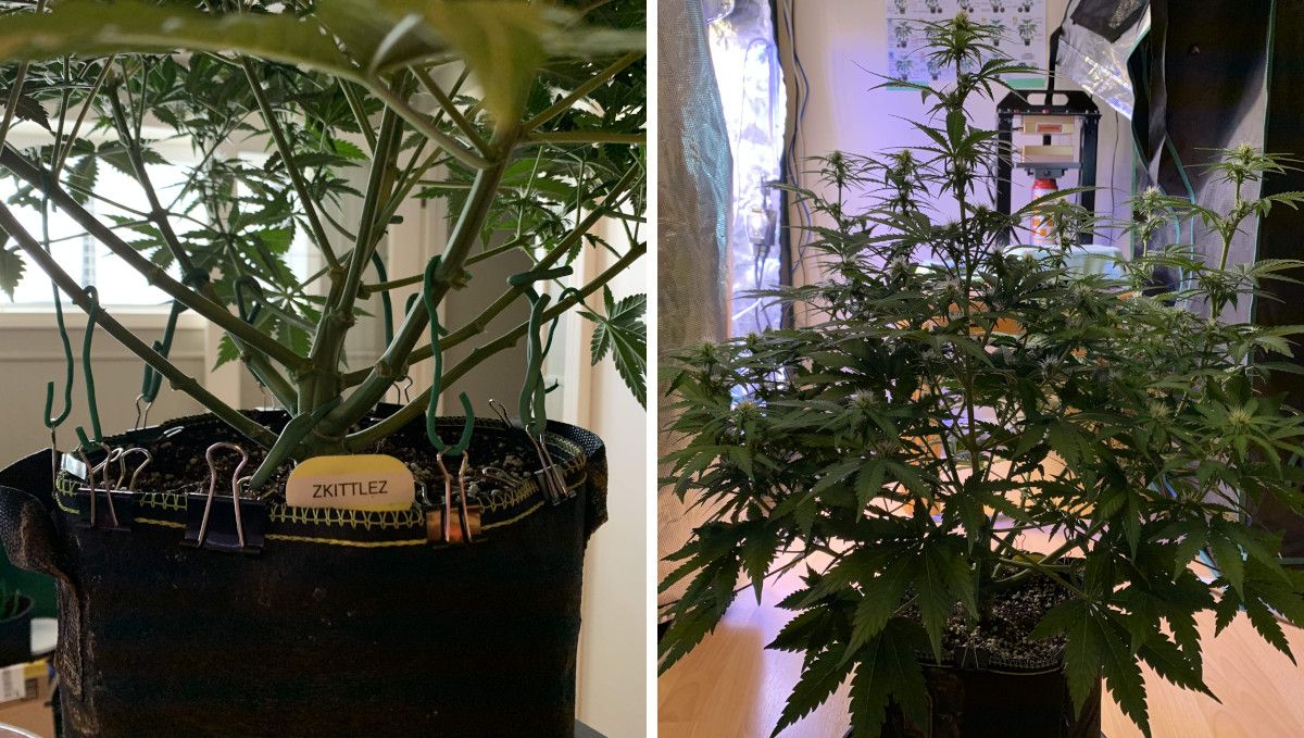 Z Auto Cannabis Strain Week-by-Week Guide: A side view of the lower part of an autoflower in the preflowering stage and another one of the whole plant with developing bud sites on tops