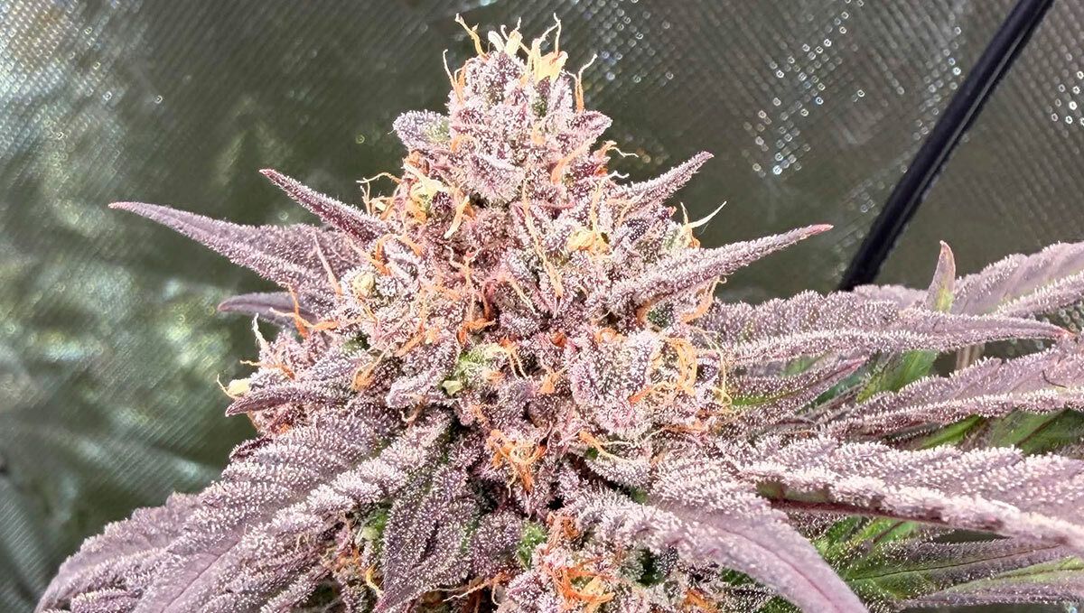 Mango Frost auto