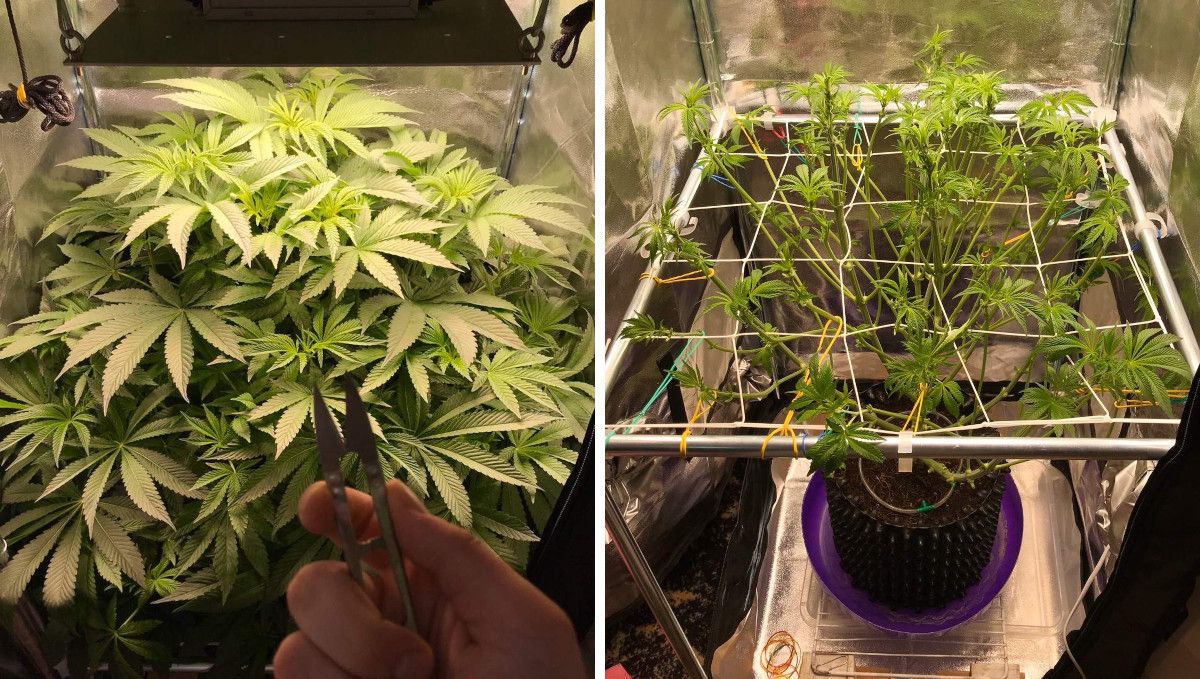 Vanilla Kush cannabis strain: early flower | week 8