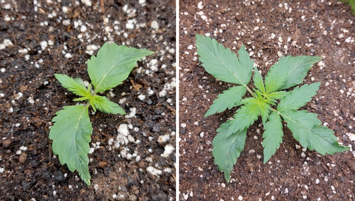 Gorilla Punch Auto cannabis strain: early veg | week 2 | a young marijuana plant with mild leaf mutations Gorilla Punch Auto cannabis strain: early veg | week 2 | a young marijuana plant with mild leaf mutations