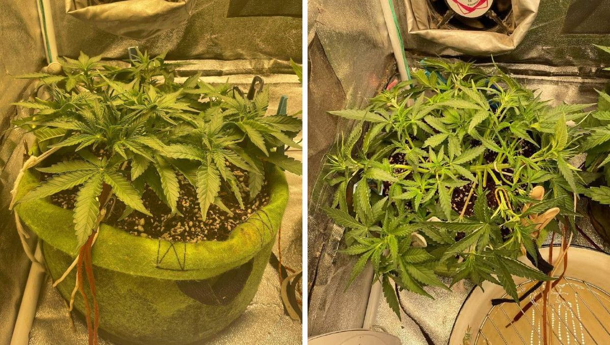 Gorilla Punch Auto cannabis strain: mid veg | weeks 3-4 | a very low-profile trained plant kept close to the ground Gorilla Punch Auto cannabis strain: mid veg | weeks 3-4 | a very low-profile trained plant kept close to the ground