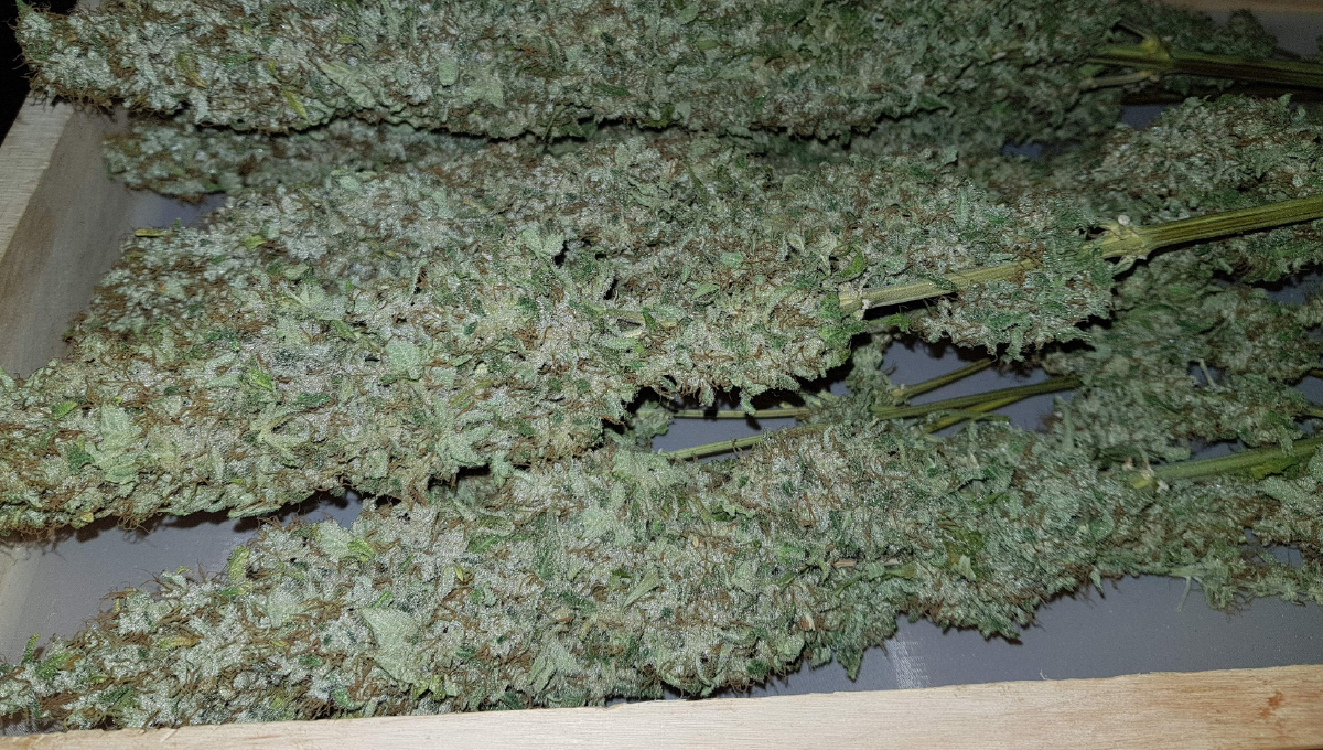 Moby dick auto week-by-week: week 12 Moby dick auto week-by-week: week 12