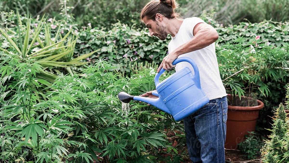 Der ultimative Leitfaden zur Bewässerung deiner Cannabispflanzen: Bewässerung in verschiedenen Wachstumsphasen