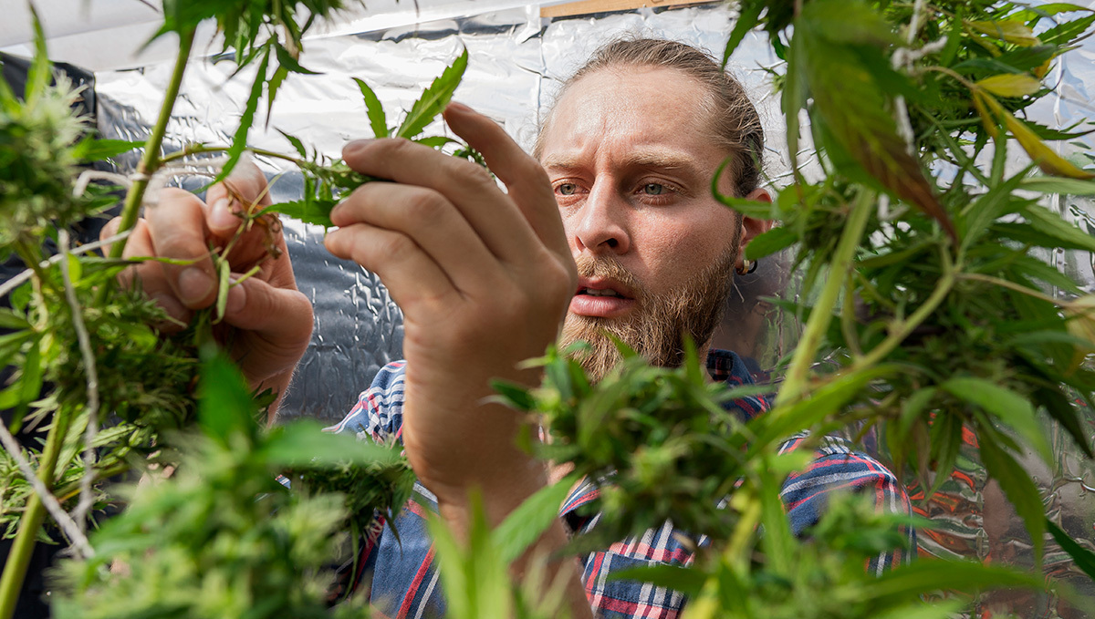 No Mortgages And Bank Accounts for Cannabis Industry Employees: A young man with beard is handling flowering marijuana plants No Mortgages And Bank Accounts for Cannabis Industry Employees: A young man with beard is handling flowering marijuana plants