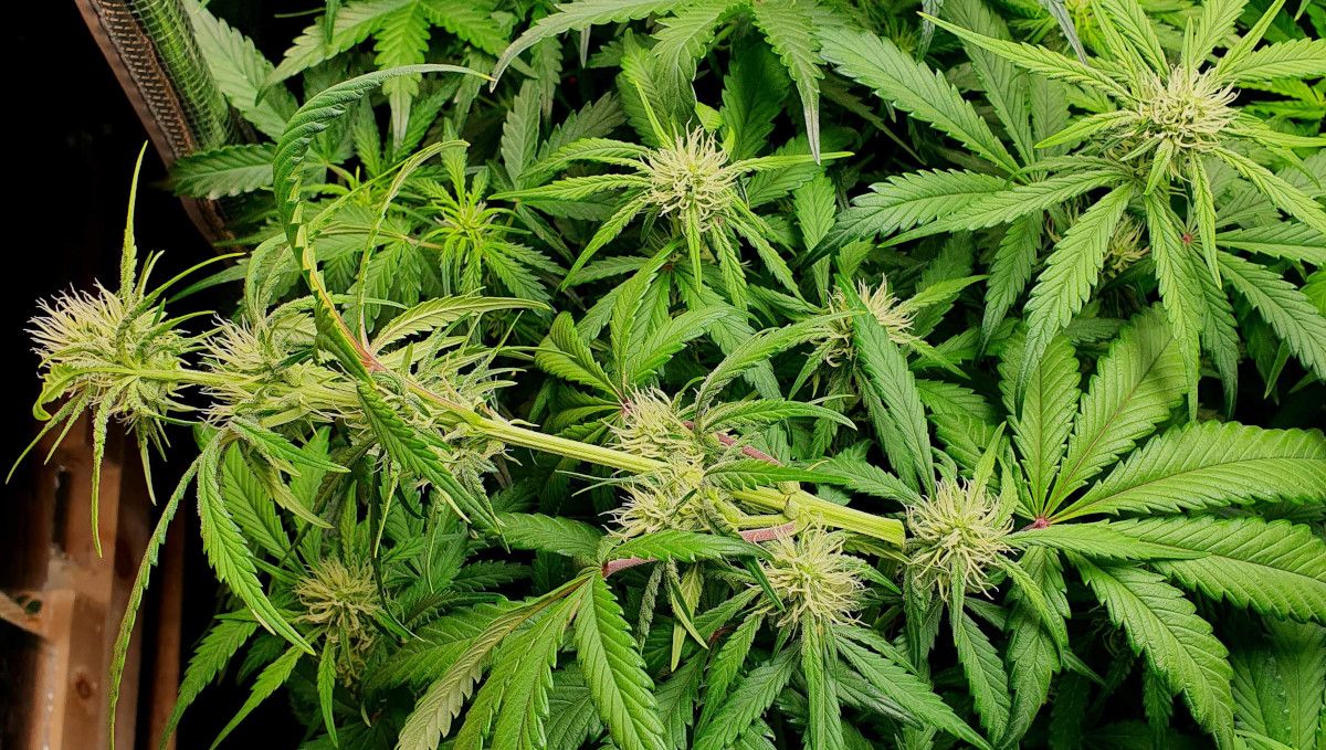 Cherry Cola Auto cannabis strain: early flower | weeks 6-7 | supercropping