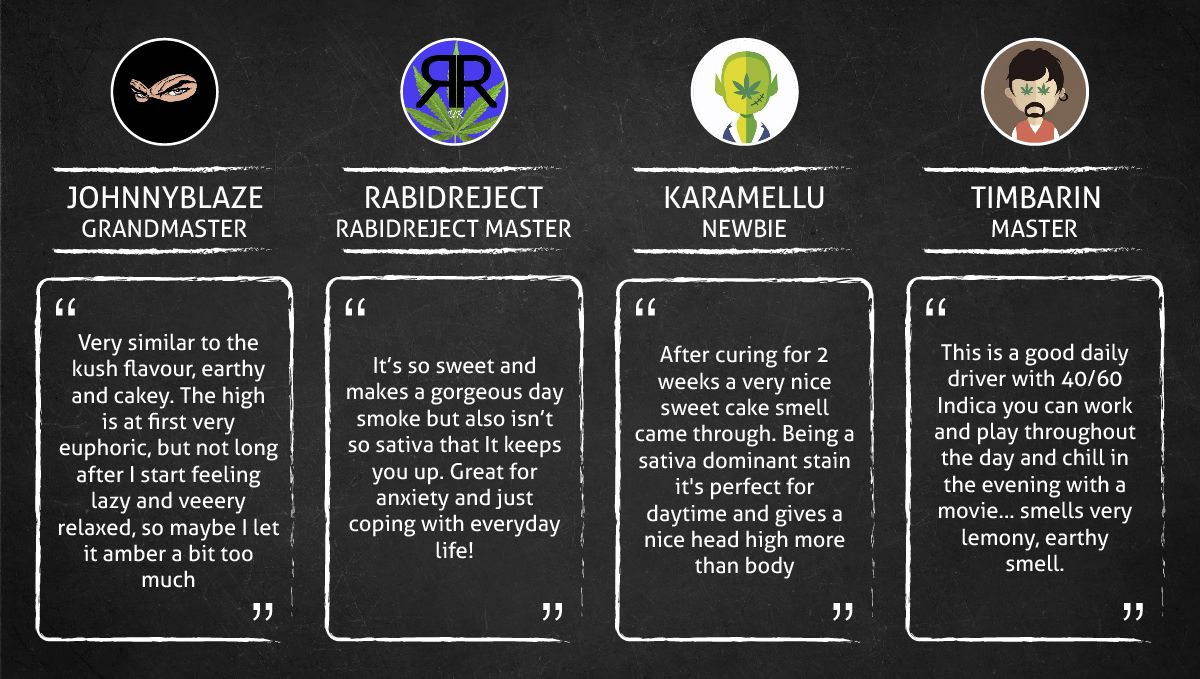 Mimosa Cake Auto cannabis strain: smoke report