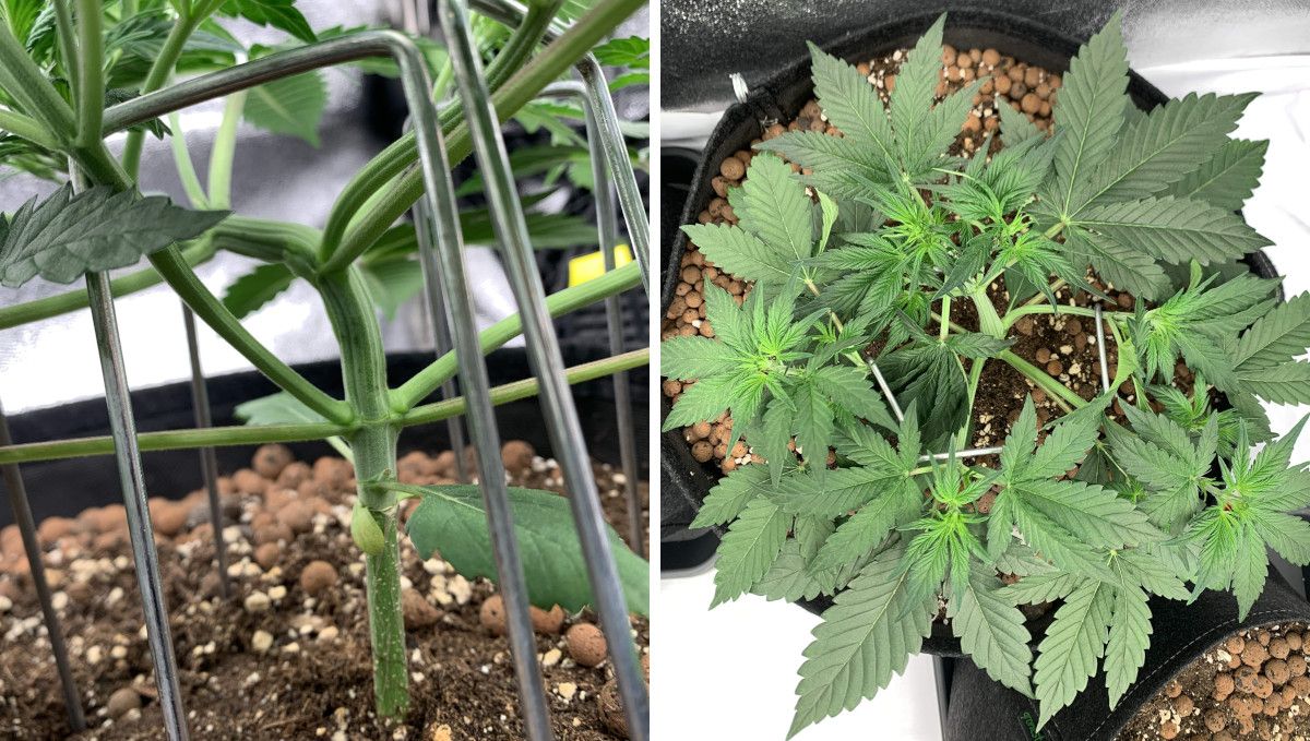 Strawberry Gorilla Auto Cannabissorte: Mittlere Vegetationsphase | Wochen 3-4 | Low-Stress-Training Strawberry Gorilla Auto Cannabissorte: Mittlere Vegetationsphase | Wochen 3-4 | Low-Stress-Training