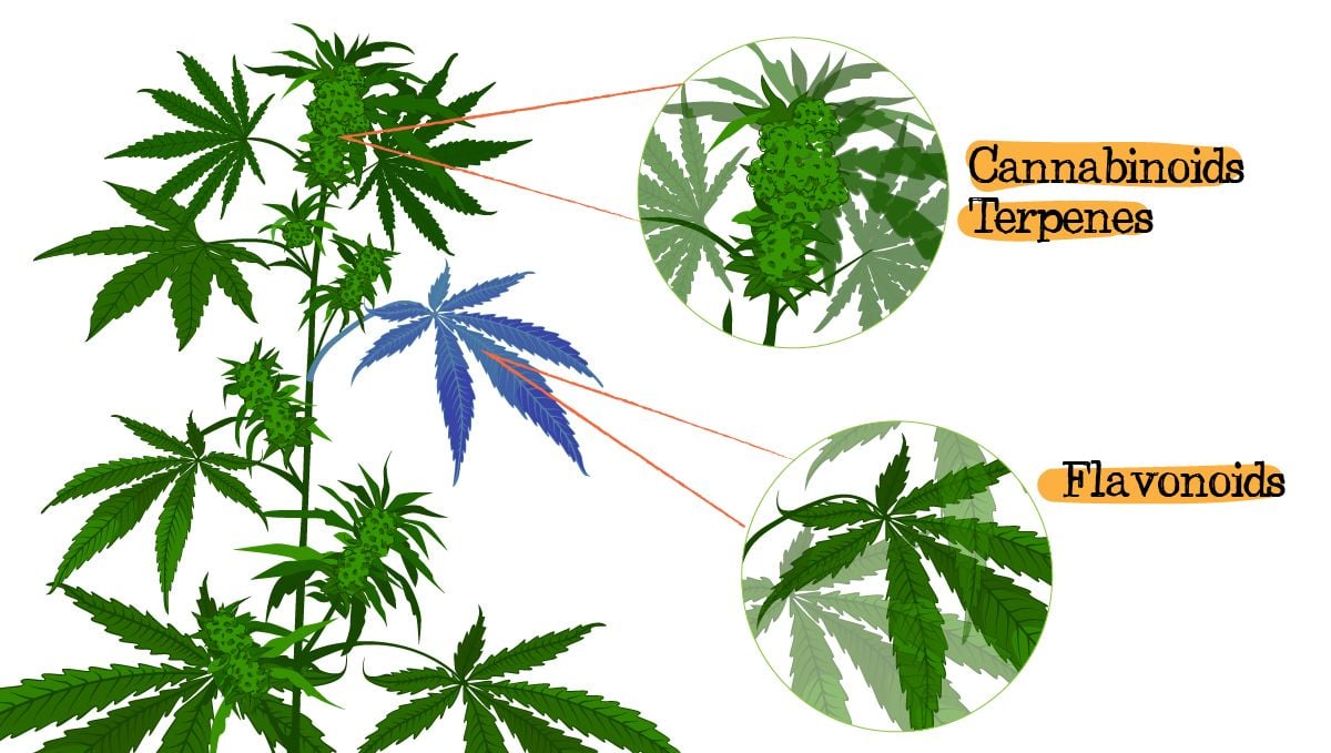Flavonoids in cannabis: what are flavonoids? Flavonoids in cannabis: what are flavonoids?