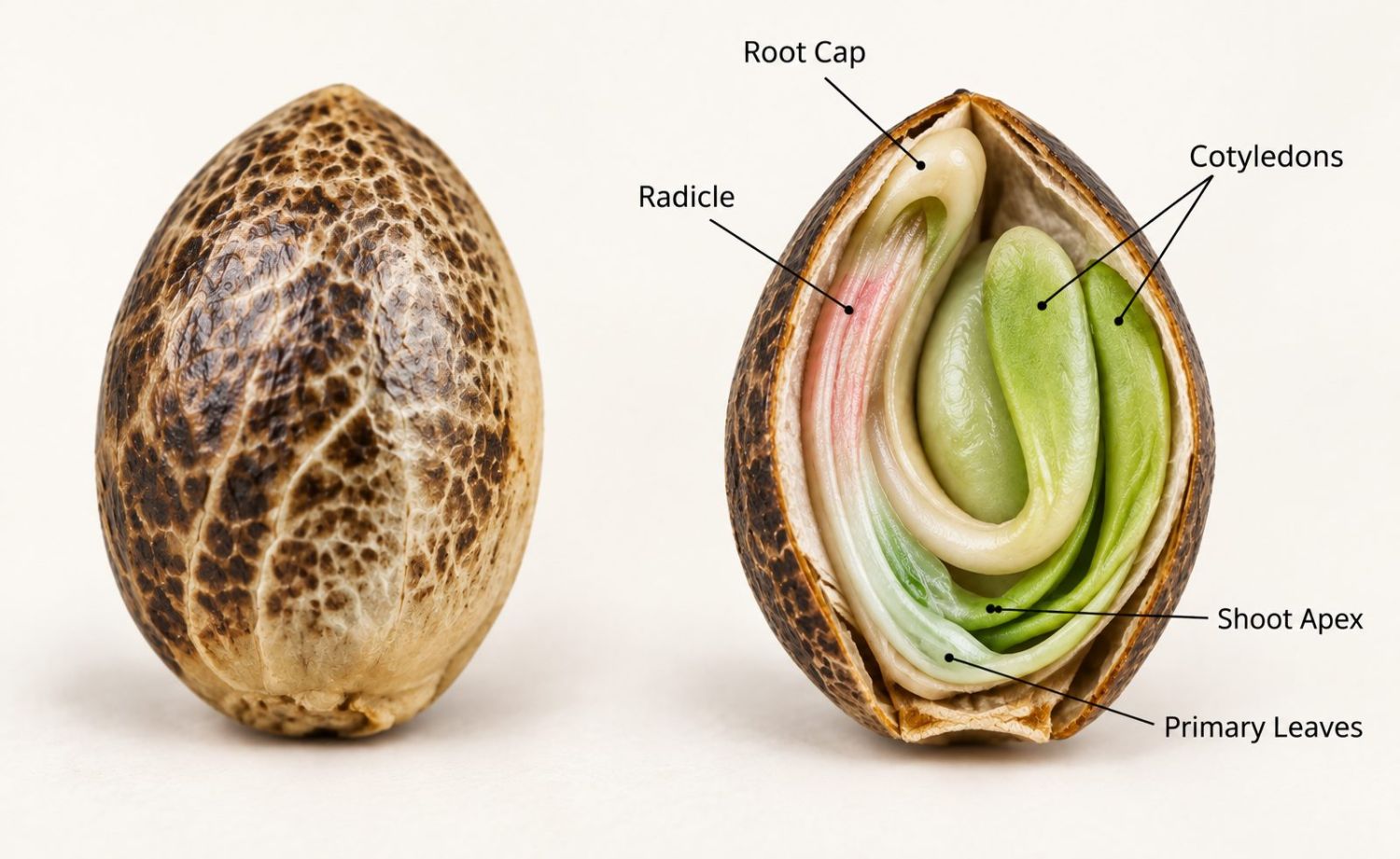 Przewodnik po kiełkowaniu: anatomia nasiona Germination guide: anatomy of a seed