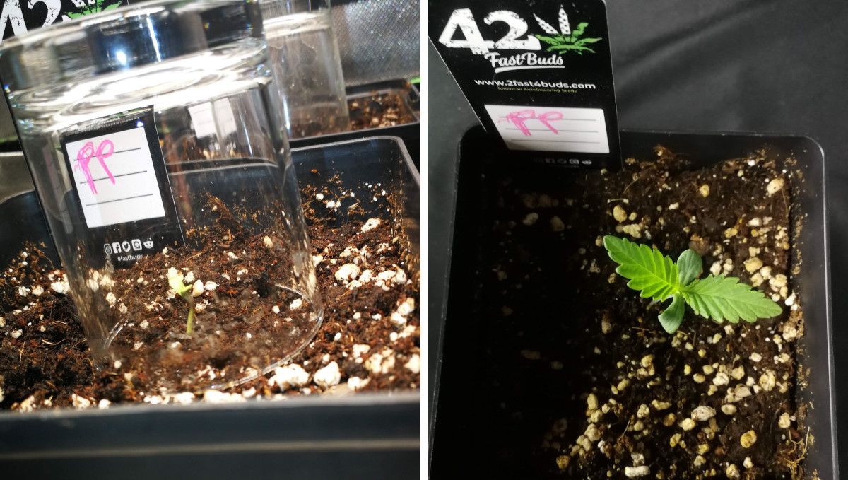 Purple Lemonade FF cannabis strain: germination and seedling stage | week 1 | a sprout kept under a humidity dome and the same sprout at 7 days from seed Purple Lemonade FF cannabis strain: germination and seedling stage | week 1 | a sprout kept under a humidity dome and the same sprout at 7 days from seed