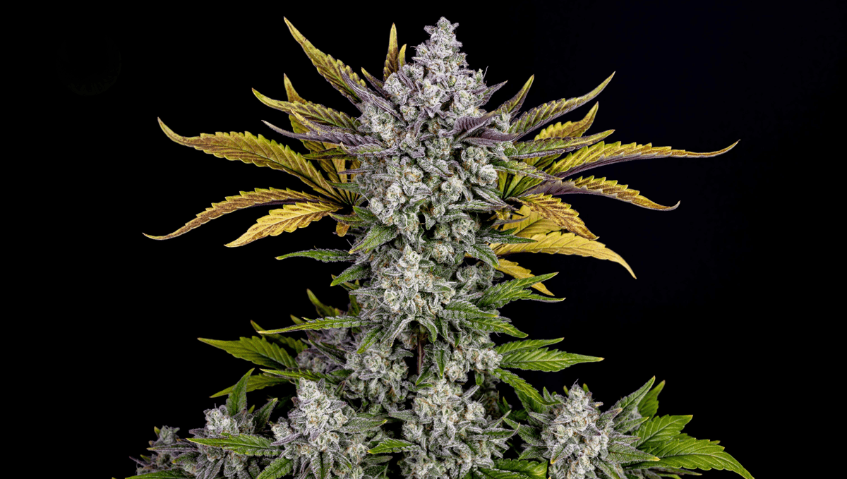 Top 5 Besten Autoflower Sorten für den Indoor-Anbau: Gorilla Cookies Auto Top 5 Besten Autoflower Sorten für den Indoor-Anbau: Gorilla Cookies Auto
