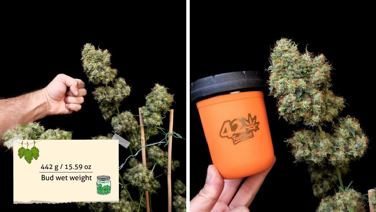 GG4 Sherbet FF cannabis strain: yield | a grower's arm as he shows the size of his pre-trimmed indoor plant with big bulging buds GG4 Sherbet FF cannabis strain: yield | a grower's arm as he shows the size of his pre-trimmed indoor plant with big bulging buds