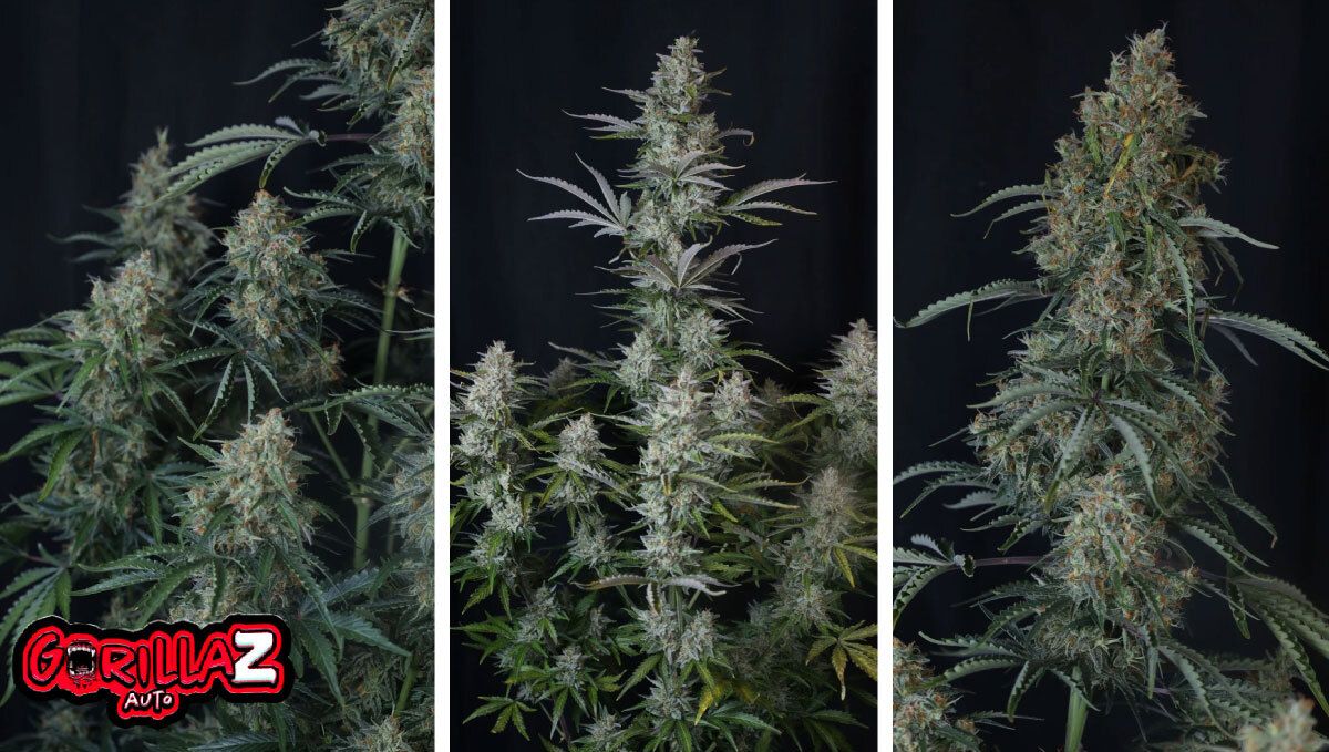 4 (2).jpg Gorilla Z Auto