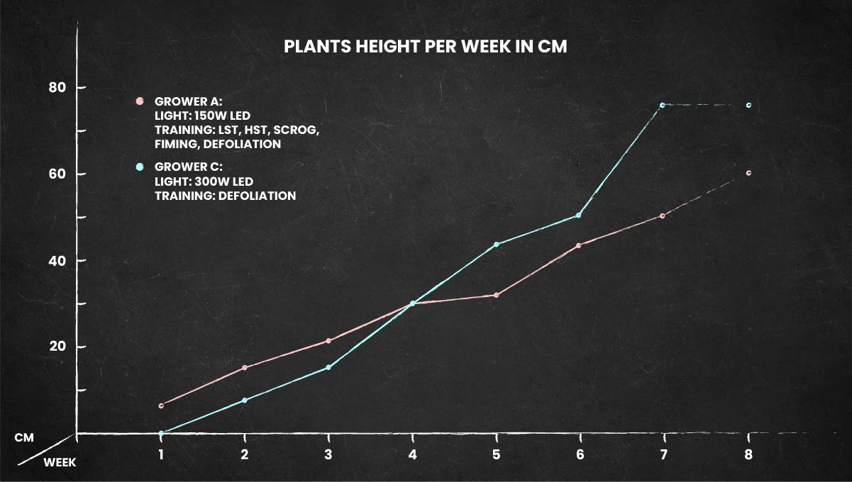 Gorilla Cookies Auto Cannabis Strain Week-by-Week Guide: A height chart