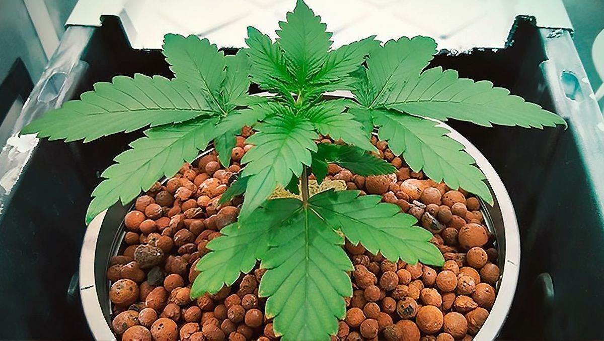 How to grow weed at home: hydro How to grow weed at home: hydro