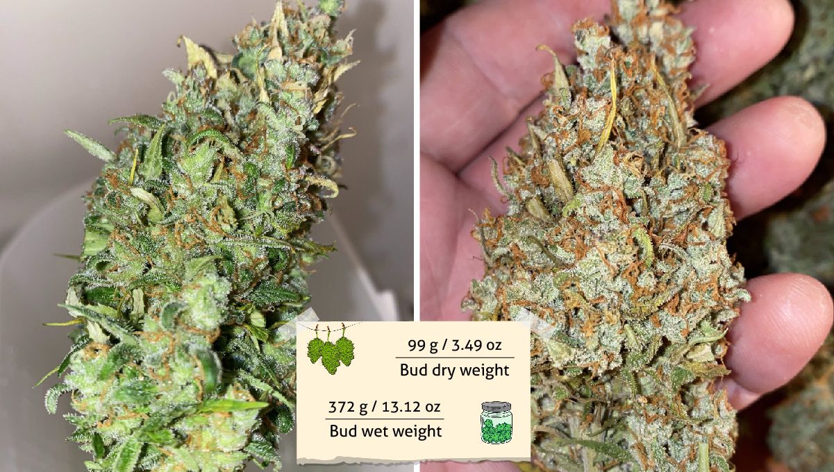 Skunk Auto Cannabis Strain Week-by-Week Guide: A roughly trimmed marijuana bud before and after drying Skunk Auto Cannabis Strain Week-by-Week Guide: A roughly trimmed marijuana bud before and after drying