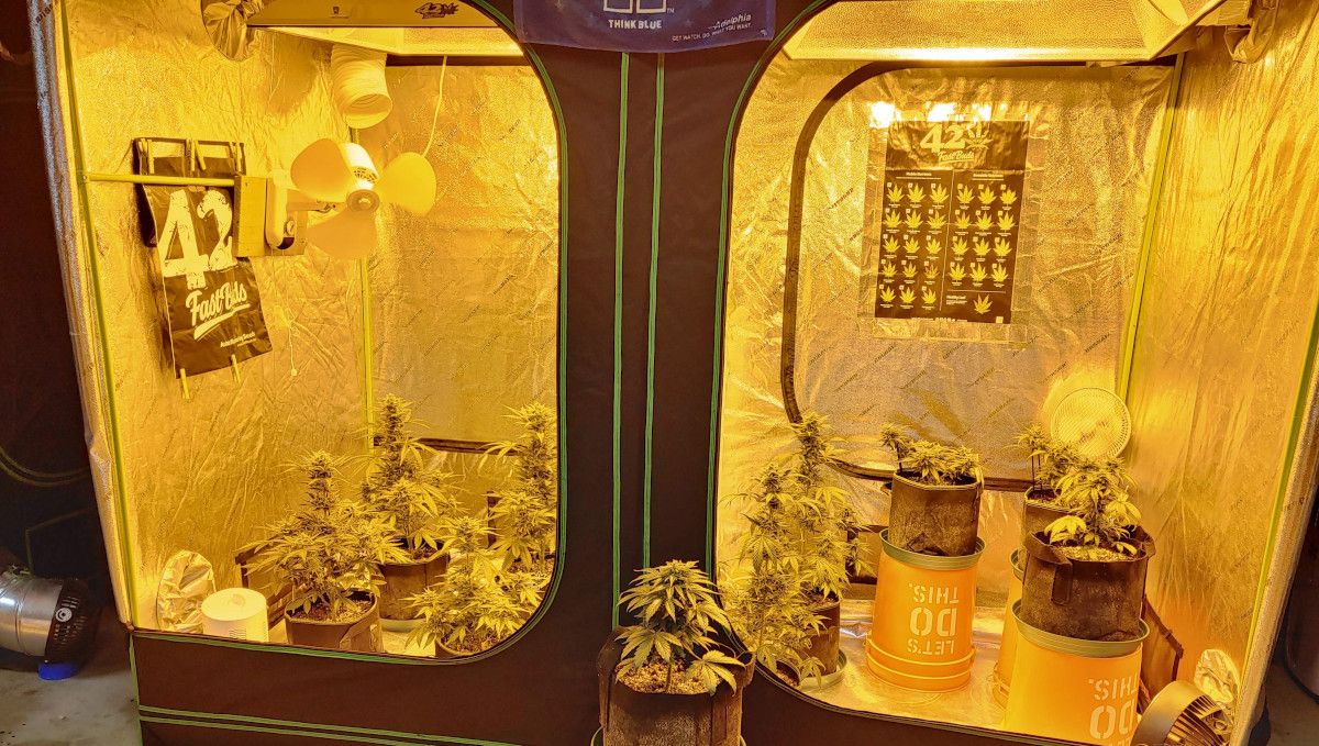 Purple Punch Auto Cannabis Strain Week-by-Week Guide: A two-part grow tent equipped with 600W HPS lights with several flowering weed plants in grow bags