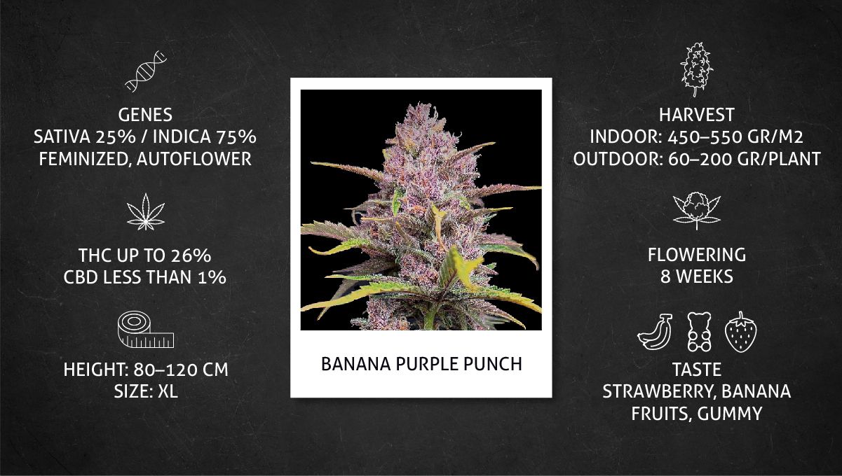 Banana Purple Punch Auto Cannabissorte: Datenblatt