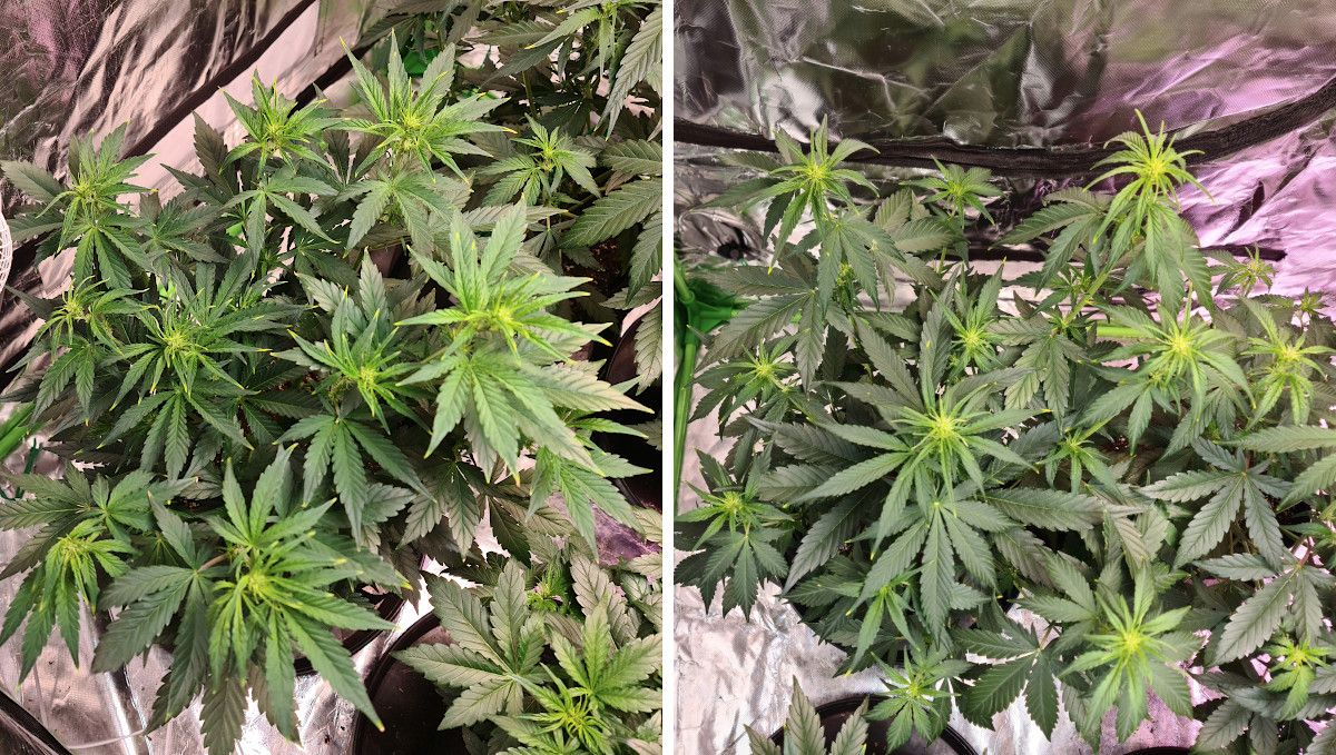 Gorilla Punch Auto cannabis strain: transition (pre-flower) | week 5 | a medium-sized autoflower with the first flowers forming Gorilla Punch Auto cannabis strain: transition (pre-flower) | week 5 | a medium-sized autoflower with the first flowers forming
