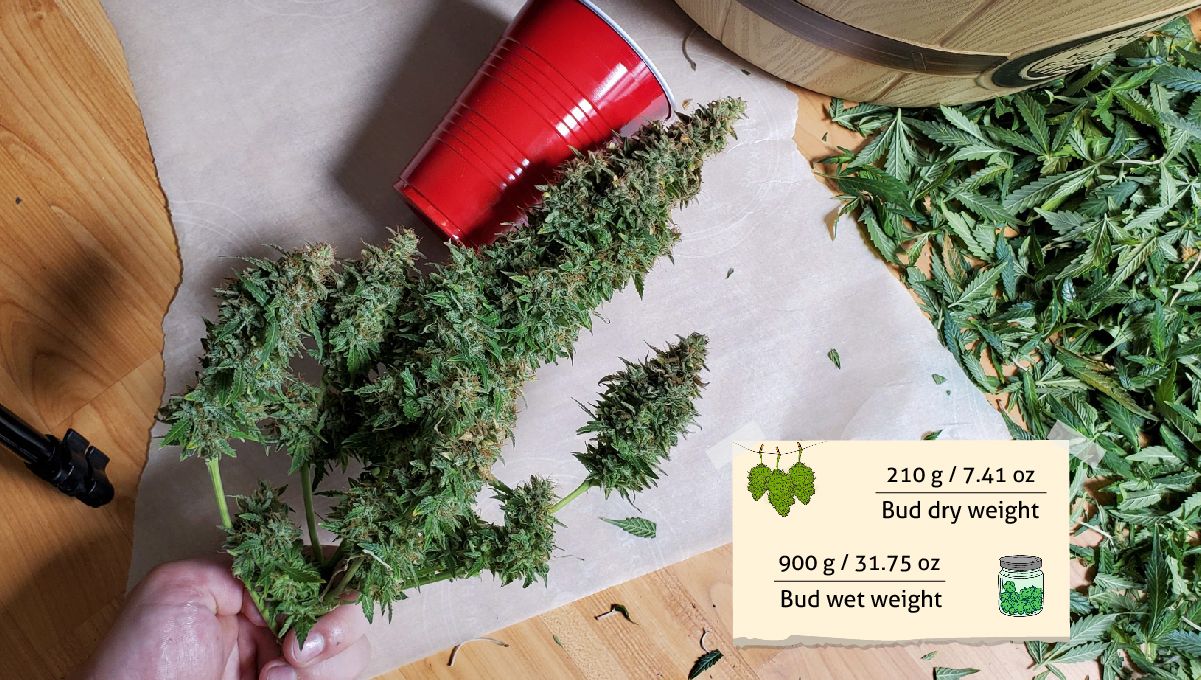 Basementganja Harvest Basementganja Harvest