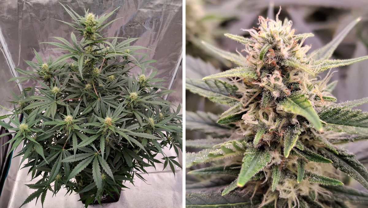 Gorilla Z Auto cannabis strain: early flower | weeks 6-7 | a flowering weed plant and its maturing frosty bud Gorilla Z Auto cannabis strain: early flower | weeks 6-7 | a flowering weed plant and its maturing frosty bud