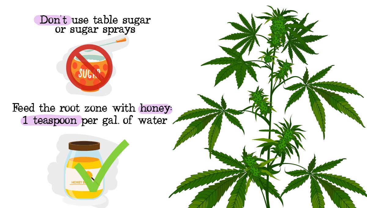 Can Sugar Improve Your Cannabis Plant Growth?: Alternative feeding with honey